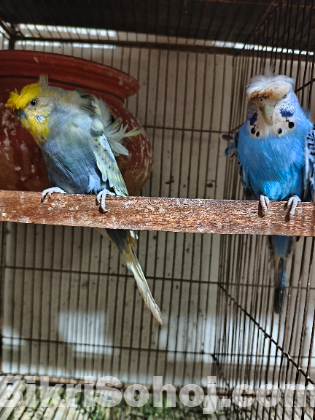জাপানি বার্জিগার পাখি (Japanise burgiger bird)